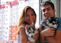 Щенки породы Сибирский Хаски от Чемпионов - Изображение #1, Объявление #1081179