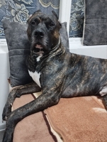 Продаются щенки кане-корсо, от правильной вязки. Очень активные, игривые.  - Изображение #2, Объявление #1742968