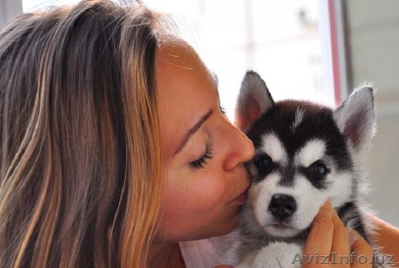 Щенки породы Сибирский Хаски от Чемпионов - Изображение #2, Объявление #1081179