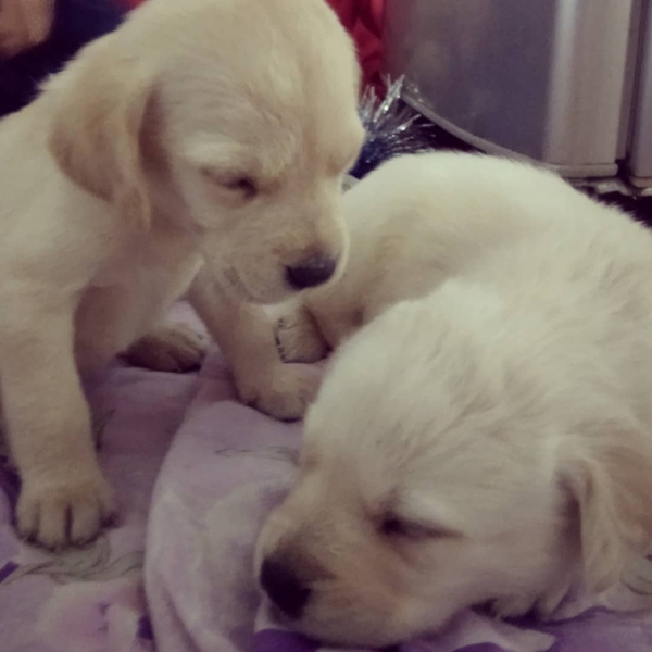 Продаю щенков лабрадора - Изображение #2, Объявление #1720647