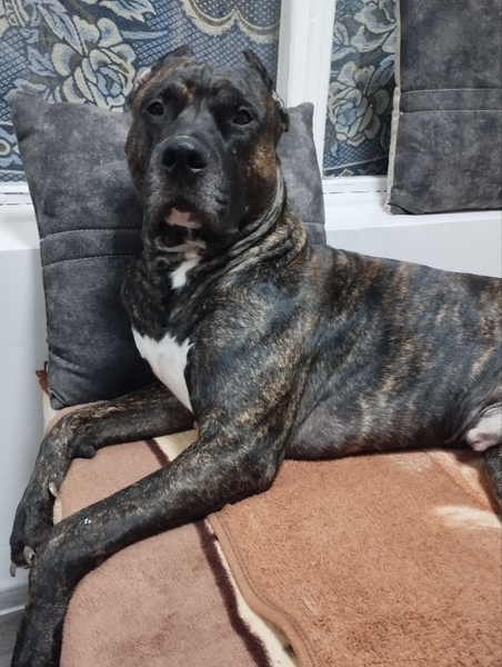 Продаются щенки кане-корсо, от правильной вязки. Очень активные, игривые.  - Изображение #2, Объявление #1742968