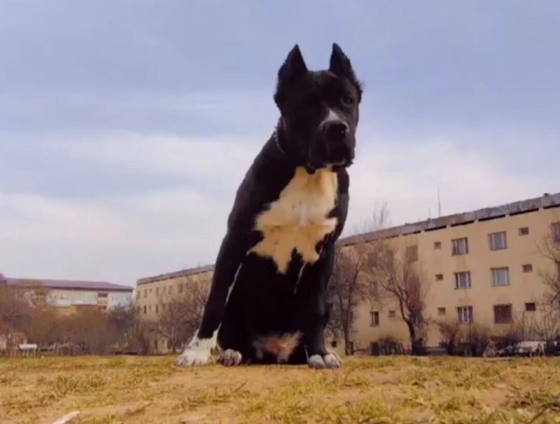 Продаются щенки кане-корсо, от правильной вязки. Очень активные, игривые.  - Изображение #3, Объявление #1742968