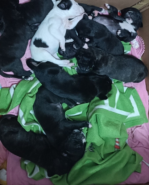 Продаются щенки кане-корсо, от правильной вязки. Очень активные, игривые.  - Изображение #1, Объявление #1742968